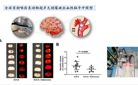 腦血管疾病動物模型領域有哪些創新技術？