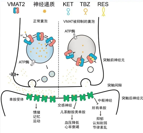 對話Nature一作武迪博士：放棄清華錄取，我更加堅定腳下的路