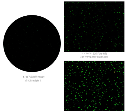 智能熒光細胞計數儀上市，搶先體驗高效精準實驗新工具！