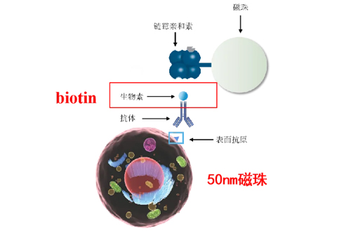 通用型鏈霉親和素磁珠