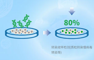 轉染效率檢測