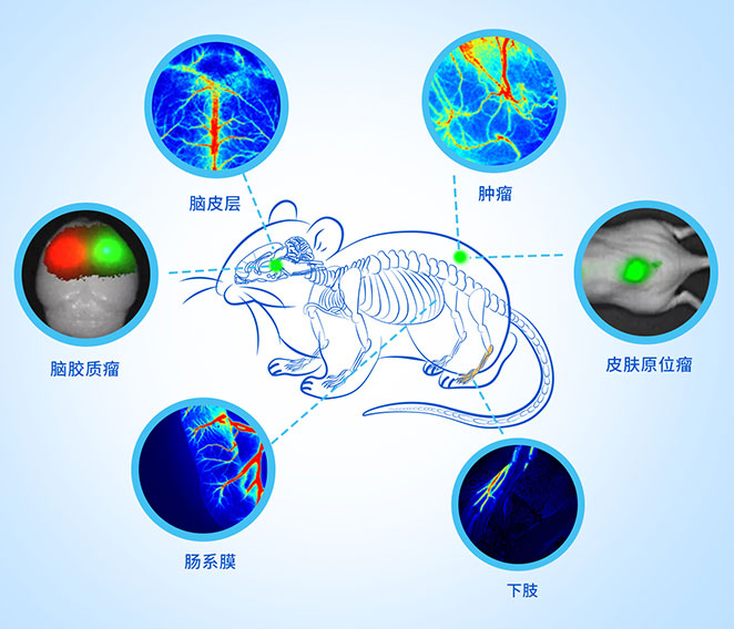 動物活體成像方案