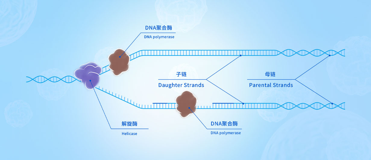 分子常規(guī)實(shí)驗(yàn)應(yīng)用