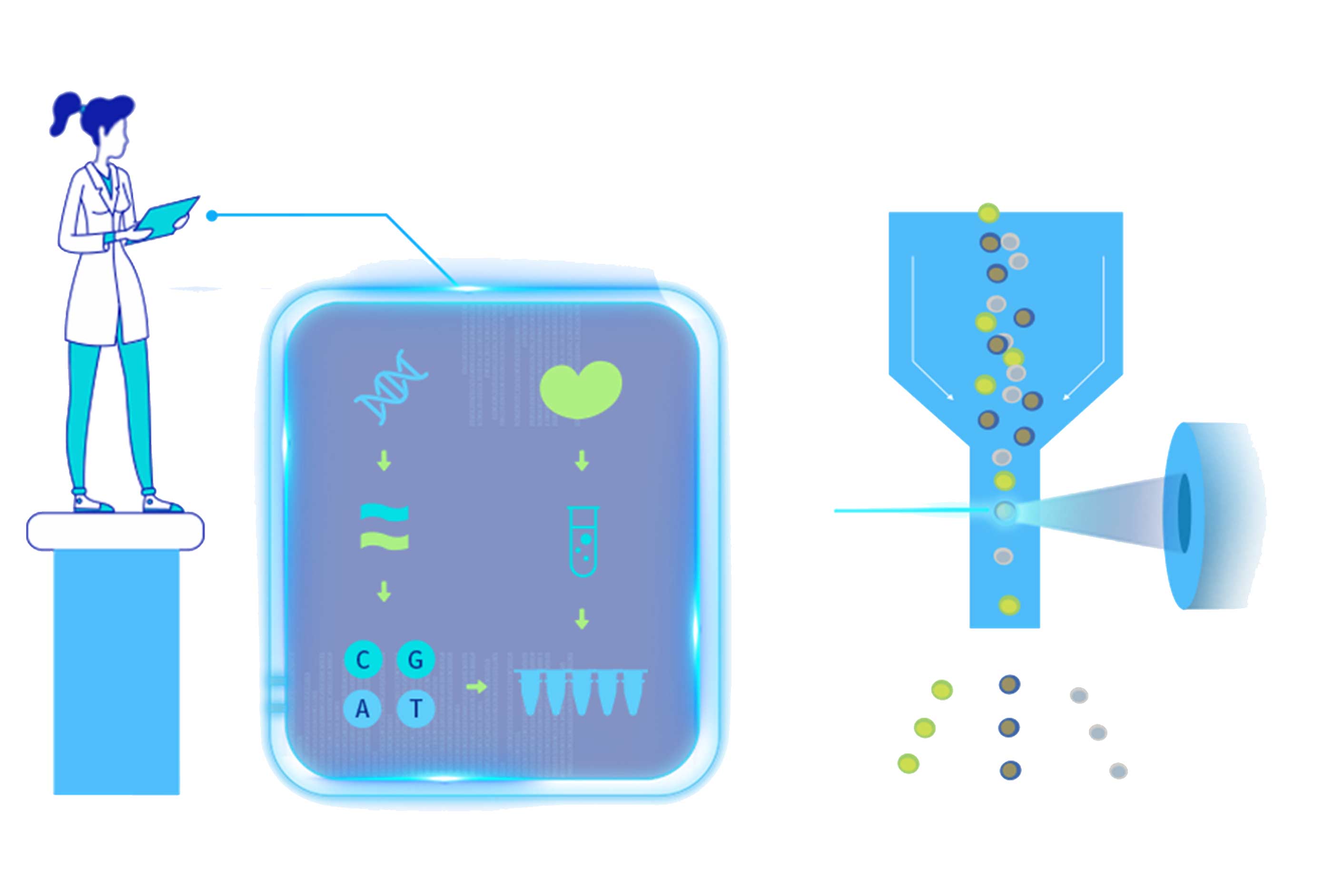 細胞分子機制探究