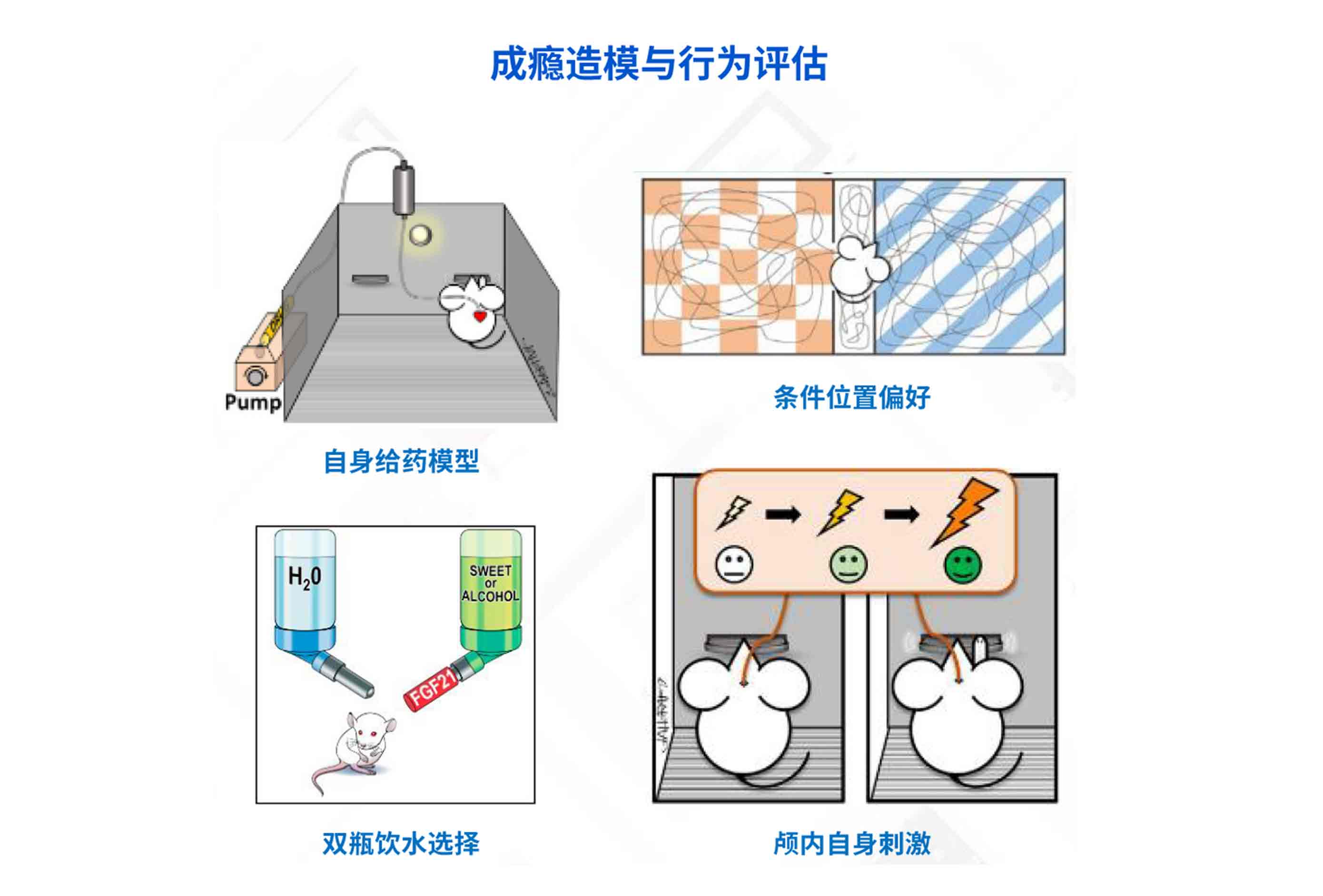 動(dòng)物行為造模