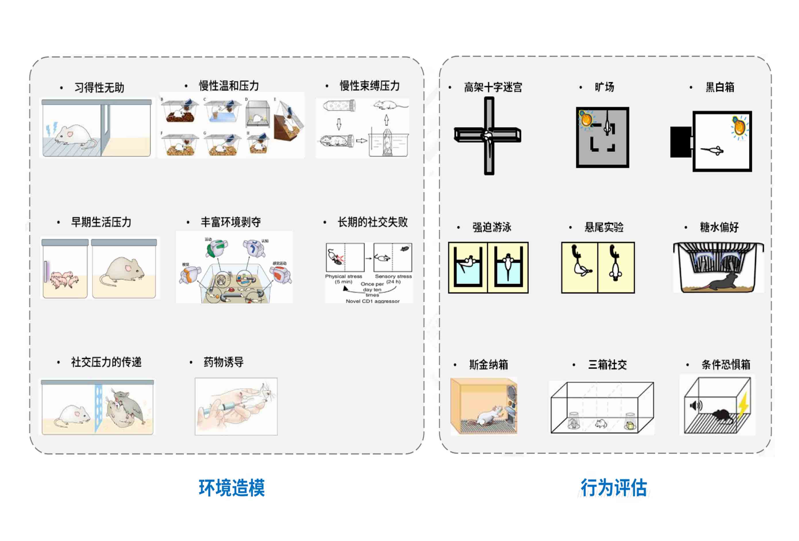 環境造模與行為評估