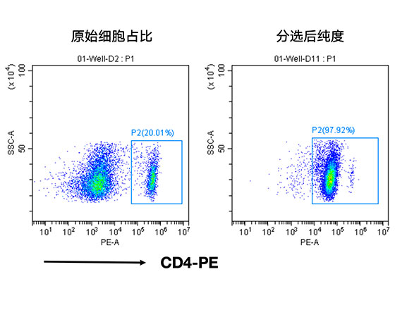 分選小鼠脾臟中的CD4+ T細(xì)胞