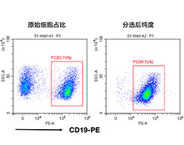 小鼠CD19+細胞分選試劑盒