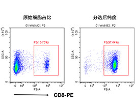 小鼠CD8+細(xì)胞分選試劑盒