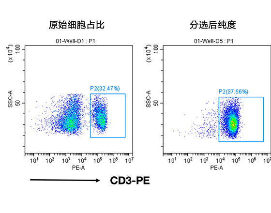 分選小鼠脾臟中的CD3+ T細胞