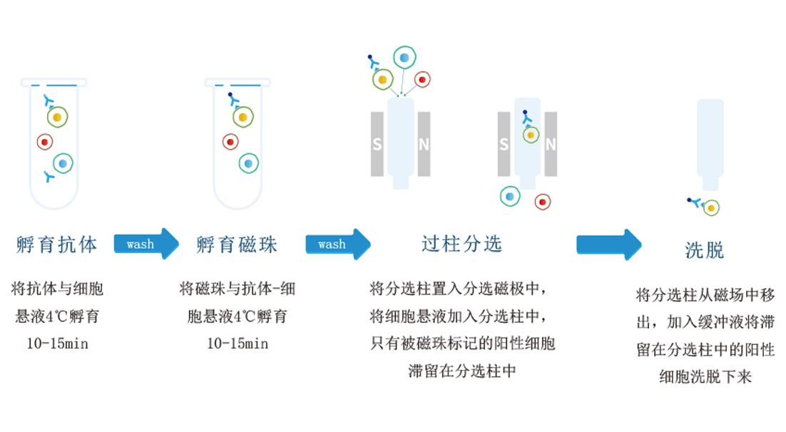 有柱式納米磁珠細胞分選試劑盒