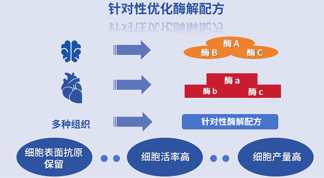 組織溫和酶解試劑盒