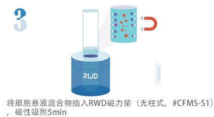 無柱式納米磁珠細胞分選試劑